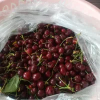 گیلاس درجه یک مراغه