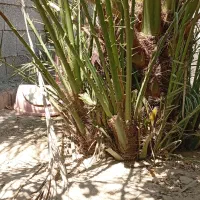 درخت