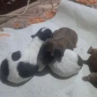 فروش سگ پاکوتاه نژاددار