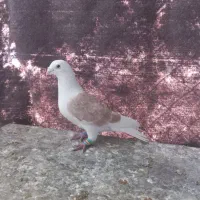 پشت گراف زرد آبادانی ۱۵۰۰