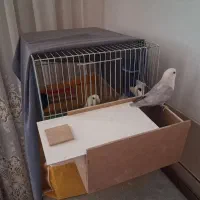 جفت کوتوله برزیلی مولد با جوجه