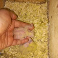 طوطی عروس نرو ماده به همراه ۳ تا بچه