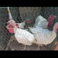 بیوتی نر و ماده ارگانیک