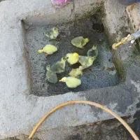 گوغاز|حیوانات مزرعه|خوی, |دیوار