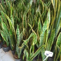 حراج گل آپارتمانی