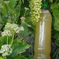 آبغوره درجه یک و تازه