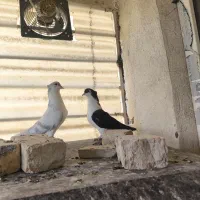 خوشرنگ و چپ کله ای طوقی
