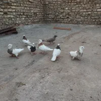 فروش 7عدد کبوتر طوقی