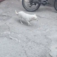 پامر روباهی