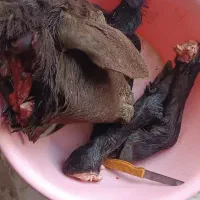 کله پاچه سابقه۲۵ساله