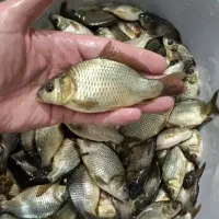 بچه کپور