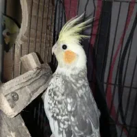 عروس هلندی نر