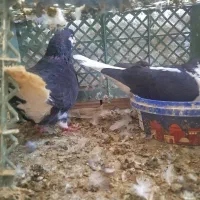 کفتر جفتی