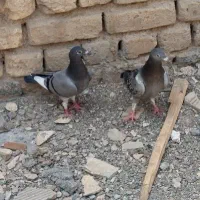 جوجه پلاکی