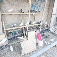 کبوتر