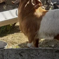 یک عدد بز فروشی