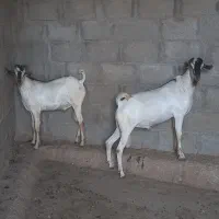 فروش کهر نر گوشتی و سرحال
