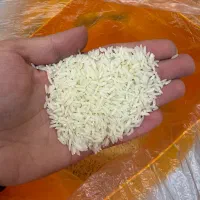 برنج طارم هاشمی کشت دوم