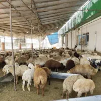 کشتار احشام رایگان گوسفند زنده کشتاری