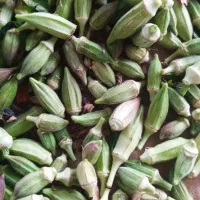 بامیه|گل و گیاه طبیعی|بانه, |دیوار