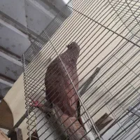 کفتر سرخ