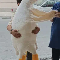 غاز یک و نیم متری