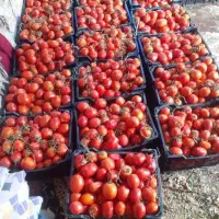 دستگاه آب گوجه گیری