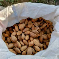 بادام سنگی تر و تازه چین امروز
