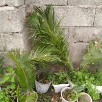 گل سیکاس