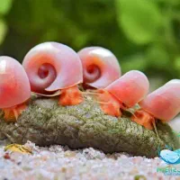 حلزون اکواریومی رامشورن نظافتچی