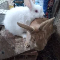 یک جفت خرگوش لوپ نر و ماده