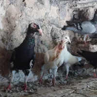 جوجه دورگ|پرنده|آشخانه, |دیوار