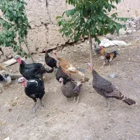 خروس و بوقلمون