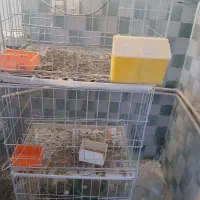 کبوتر جفتکن،گنجه