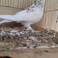 کبوتر فروش معاوضه