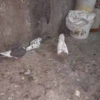 تعداد 15عدد کبوتر
