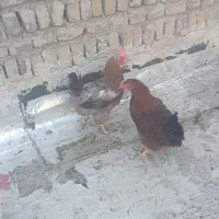 قرچک
