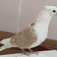 تعدادی کبوتر اصیل پرشی به همراه جاآب وجا دونی