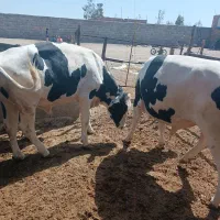 گاوگوساله