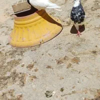 جفت طوقی درجه 1