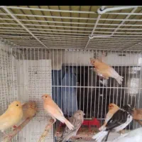 قناری جوجه روشن و تیره