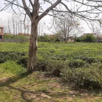 903متر-زمین-در-بازکیاگوراب