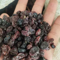 کشمش افتابی