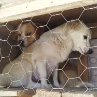 سگ پاکوتاه