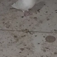 یک عدد کبوتر پلاکی نر