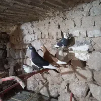 دورگ