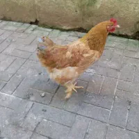 مرغ تخمگذار