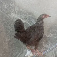 جوحه