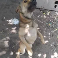 سگ سرابی