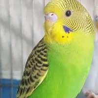 مرغ عشق نر جوان